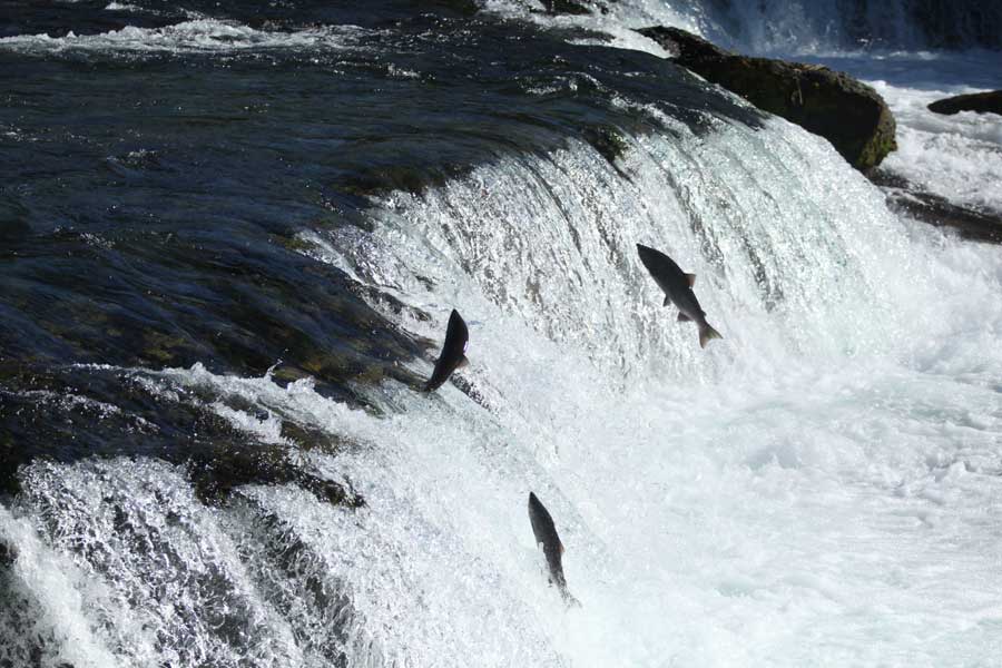 峡湾途中越过雪山冰川冰川新西兰非洲:马赛马拉角马大迁徙新西兰:退潮