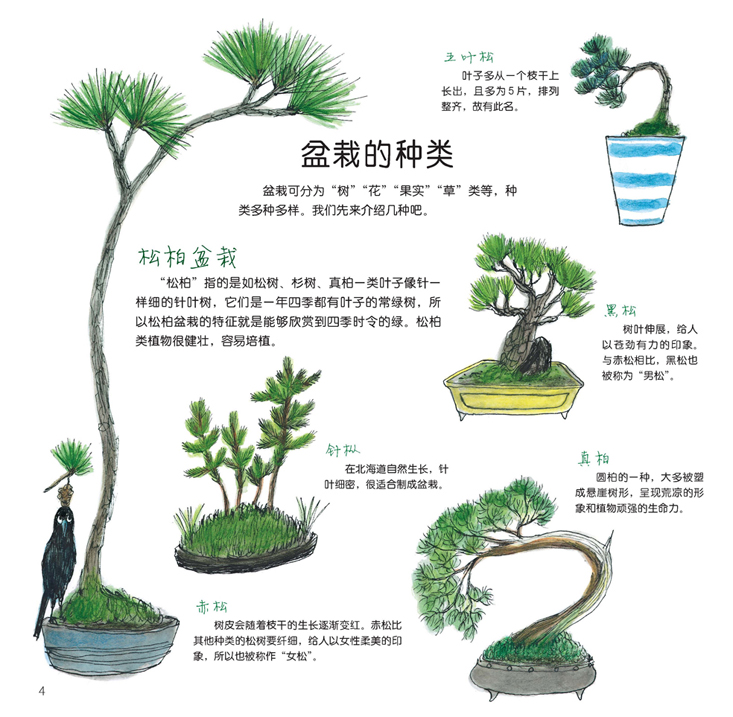 盆栽入门绘本 华夏出版社